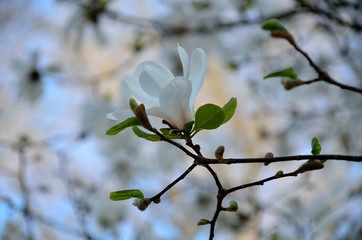 In the park, in the garden spring sunny day magnolia.