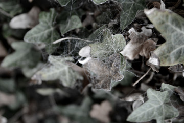 Dry leafes