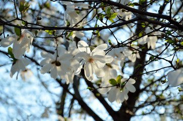 In the park, in the garden in spring sunny day.