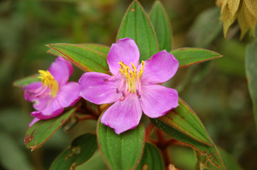 melastome family in thd garden