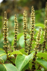 The amount of flowers that grow on the trees in the garden