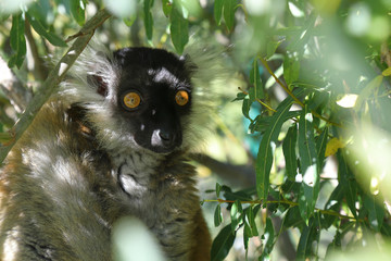 Mohrenmaki / Black lemur / Eulemur macaco
