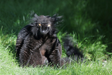 Mohrenmaki / Black lemur / Eulemur macaco