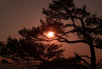 Sunset behind tree