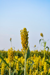 Obraz premium Millet in the agriculture field