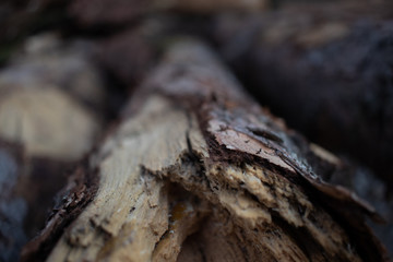 Tree closeup