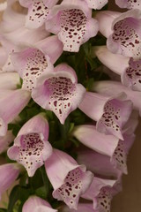 Fox Glove Plant