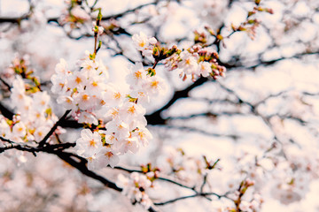 Selective focus  of sakura or cherry blossom in Japanese garden