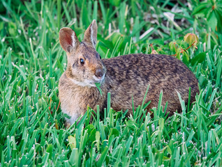 Cute round ear rabbit	
