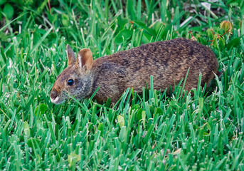 Cute round ear rabbit	