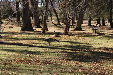 Canadian geese feeding before their flight south