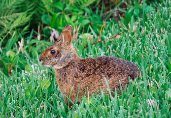 Cute round ear rabbit