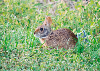 Cute round ear rabbit