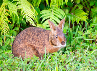 Cute round ear rabbit