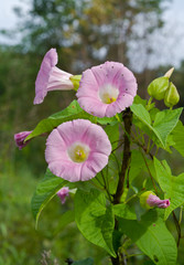 Flowers of bindweed 1