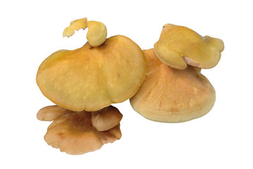 Edible mushrooms on tree 18