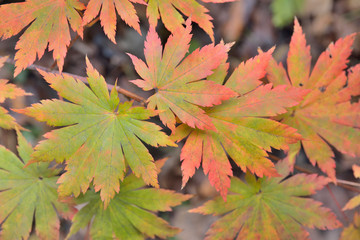 Leaves of maple 4