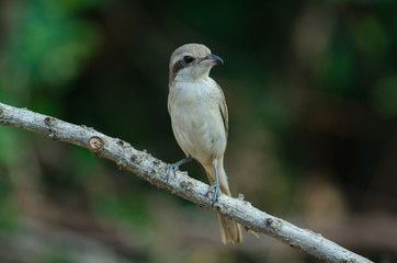 Brown Shrike perching on a branch