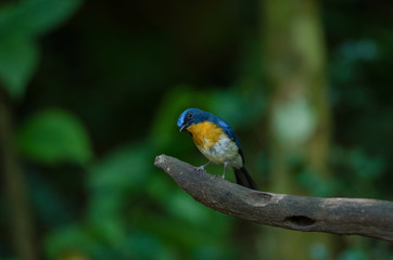Tickell's blue-flycatcher perching on a branch
