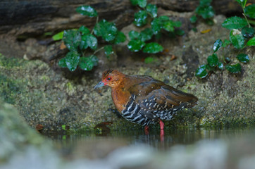 beautiful Red-legged Crake are bathed in a pond in the forest