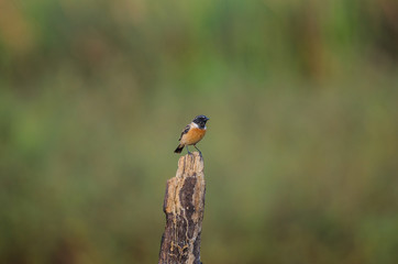 beautiful male Eastern Stonechat