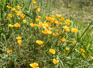 Beautiful wild flowers - a part of the superbloom phenomena in the Walker Canyon mountain range near Lake Elsinore, Southern California