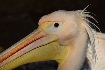 Rosapelikan / White pelican / Pelecanus onocrotalus.