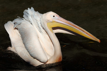 Rosapelikan / White pelican / Pelecanus onocrotalus.