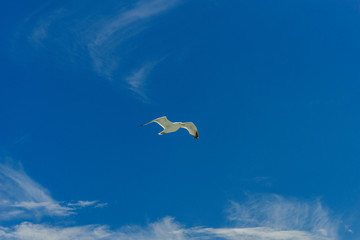 White gull flying Lower New York Bay