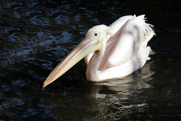 Rosapelikan / White pelican / Pelecanus onocrotalus.