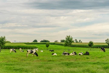 Gordijnen Amish country farm barn field agriculture and grazing cows in Lancaster, PA © Vadim