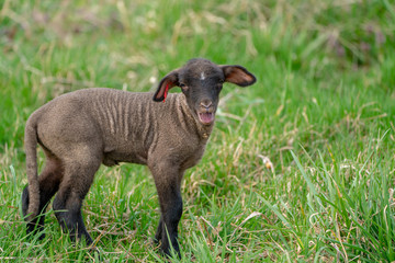 Cute Baby Black Sheep Lamb Laying in Grass on Farm