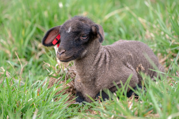 Cute Baby Black Sheep Lamb Laying in Grass on Farm