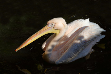 Rosapelikan / White pelican / Pelecanus onocrotalus.