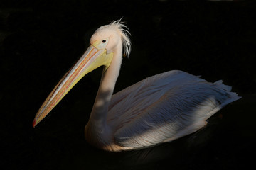 Rosapelikan / White pelican / Pelecanus onocrotalus.