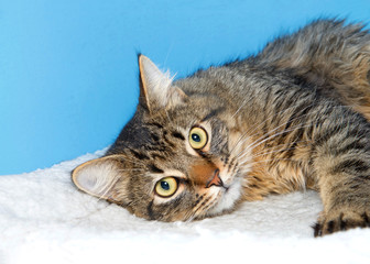 Portrait of a black and brown Maine Coon cat laying on a sheepskin bed with blue background. One paw reaching towards viewer.