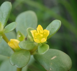Fototapeta na wymiar Yellow flower closeup