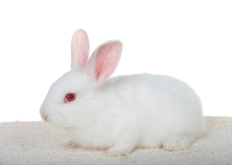 Adorable white albino baby bunny crouched down on sheepskin blanket isolated on white background, profile view entire body.