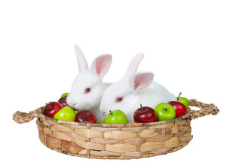 Two adorable baby albino white bunny rabbits sitting in a brown woven basket with miniature green and red apples. Autumn harvest scene, isolated on white.