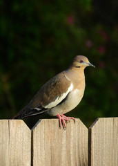 White-winged Dove