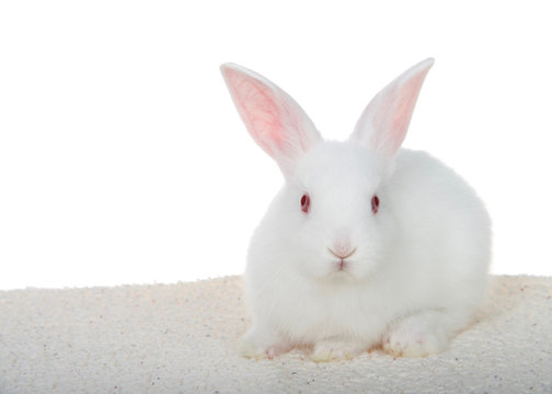 Adorable white albino baby bunny crouched down on sheepskin blanket isolated on white background looking directly at viewer.