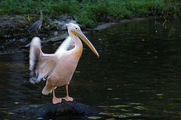 Rosapelikan / White pelican / Pelecanus onocrotalus.
