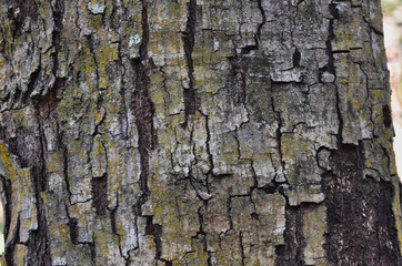 Naklejka premium Square-Edged Bark with Lichen Texture