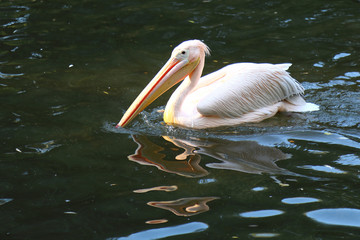 Rosapelikan / White pelican / Pelecanus onocrotalus.