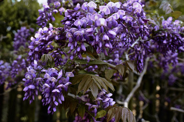 Purple Wisteria Floribunda flowers in full bloom at a park in Nara, Japan