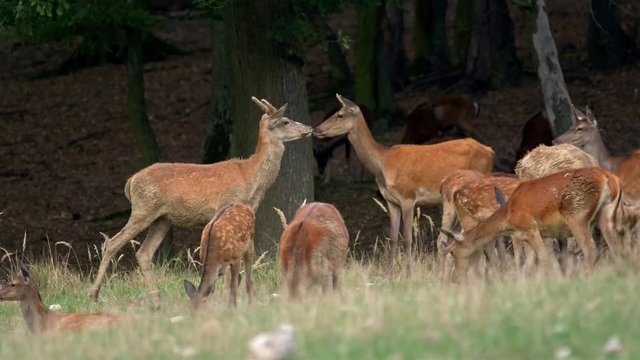 Red deer herd in meadow