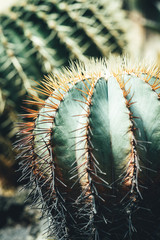 サボテン / Cactus