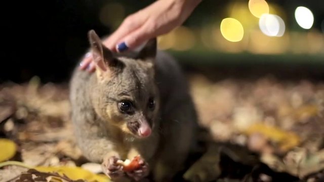 A hand reaches down to stroke a brushtail possum eating a piece of fruit on the leaf litter at night in a Sydney park. Warm city lights blur behind it in a tender and gentle wildlife scene.