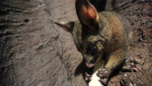 Australian brushtail possum on floor following camera close up sydney hyde park