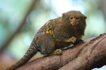 Zwergseidenaffe / Pygmy Marmoset / Cebuella pygmaea - Callithrix pygmaea.